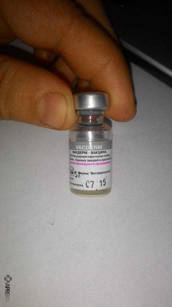 Вакцина вакдерм: инструкция по применению - вет-препараты