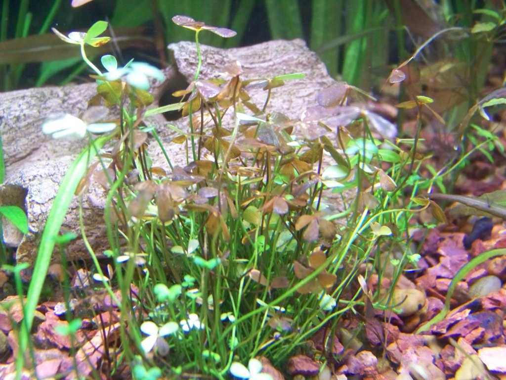 Как научиться выращивать аквариумные растения