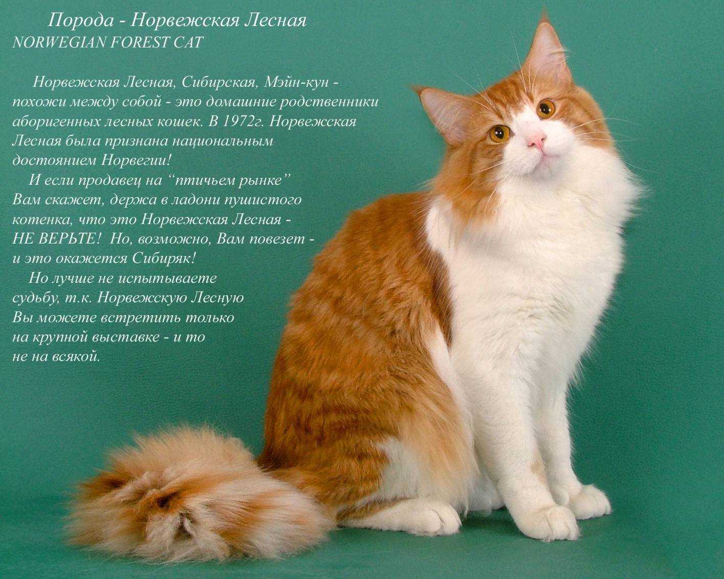 Топ 10 длинношерстных пород кошек - названия, описание и фото — природа мира