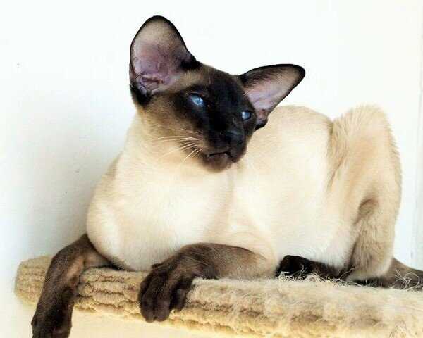 Тайская кошка: фото, описание, окрас, характер, стандарт породы