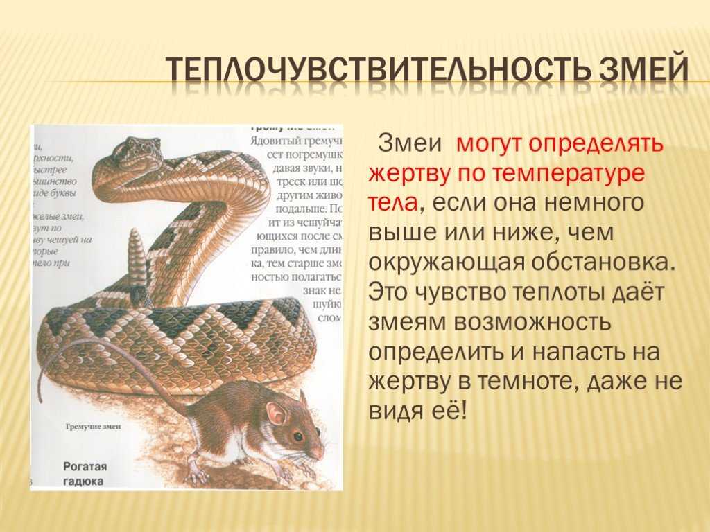 Как дают змей. Презинтация на тему “змеи”. Змеи доклад. Презентация на тему змеи. Презентация про змей.