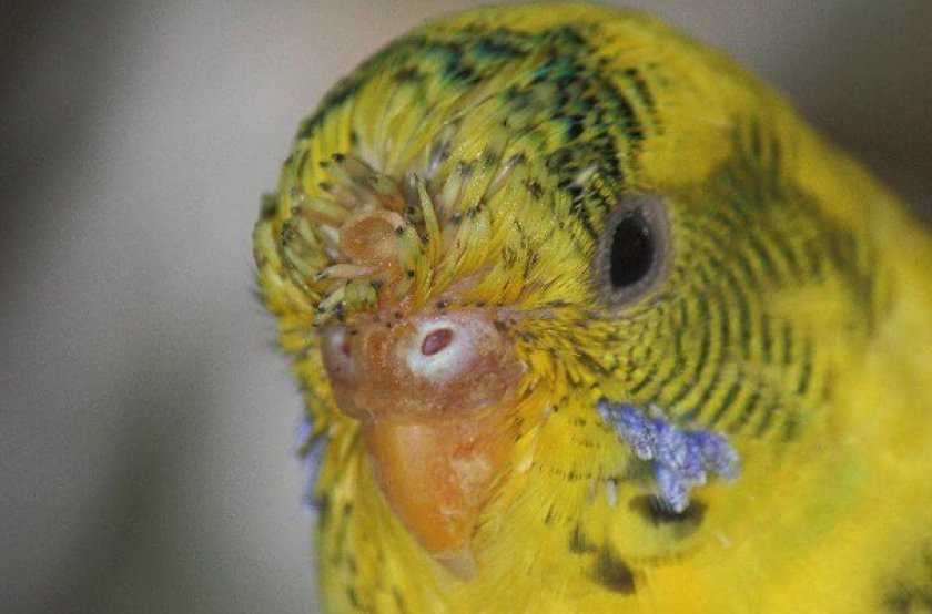 У попугая слоится клюв: возможные причины и их устранение
