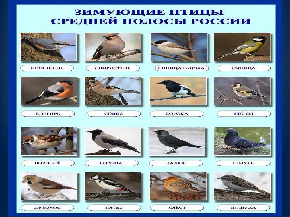 Птицы москвы и подмосковья фото с названиями зимующие