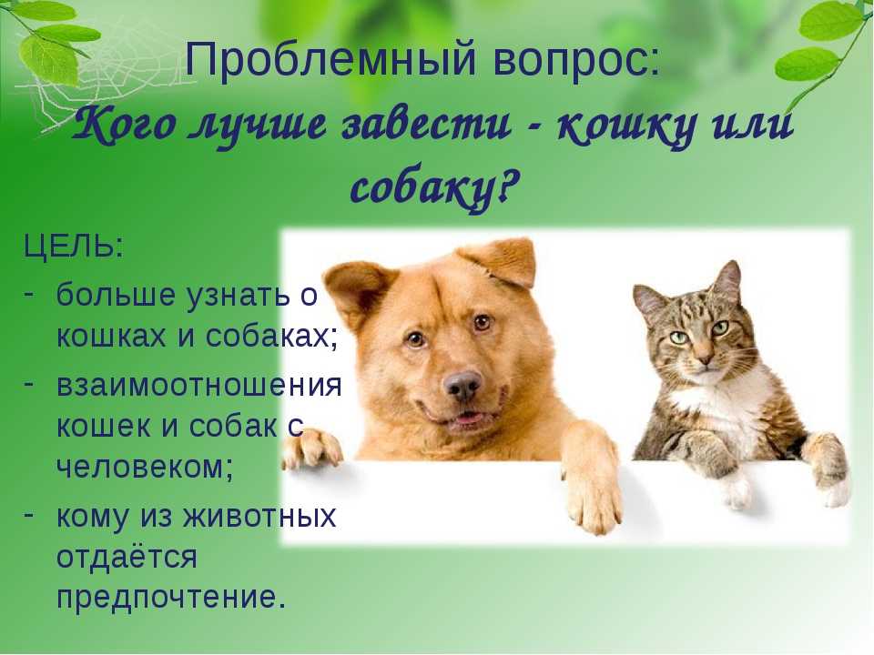 Кто умнее кошки или собаки, как подружить в квартире, жить как, дружба, вместе, чем отличается, красивые, домашние животные, мир, боятся, уход, жизнь, содержание, поведение