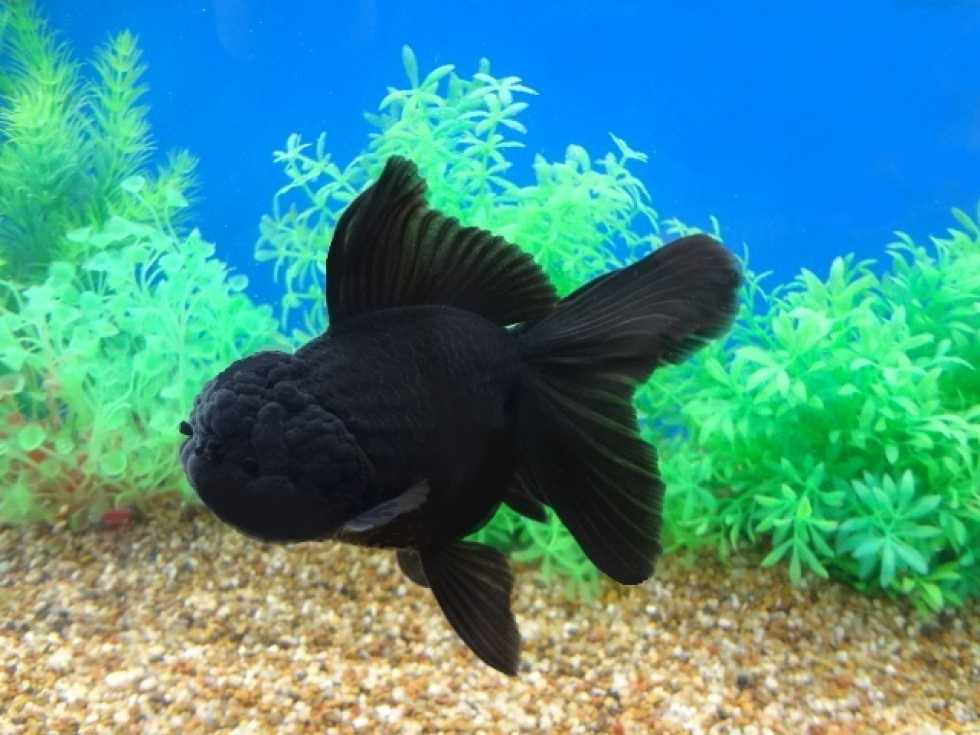 Как называются черные аквариумные рыбки фото