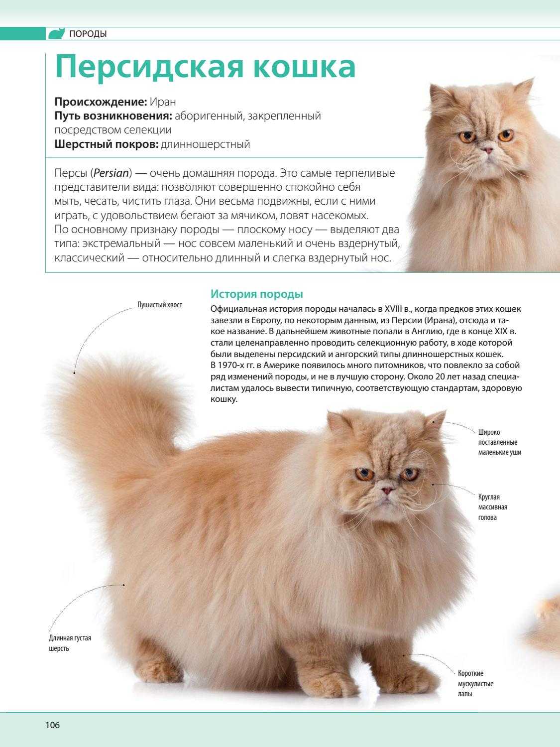 Царственная роскошь: длинношёрстные породы кошек