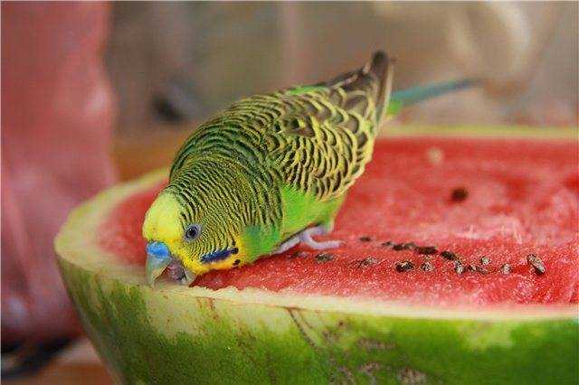 Какие фрукты можно давать волнистому попугаю. их польза и вред