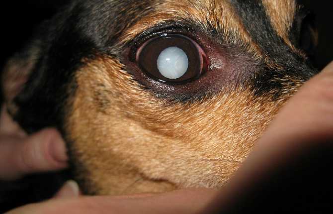 Язвенный кератит у собак: лечение язвы роговицы глаза, сколько заживает, как лечить в домашних условиях, что делать если не проходит, прогноз