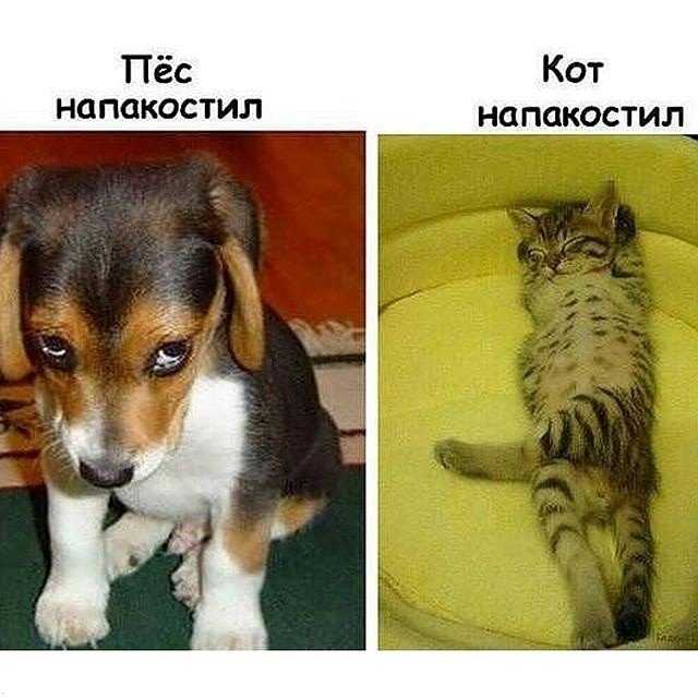 Чем отличаются кошки от собак