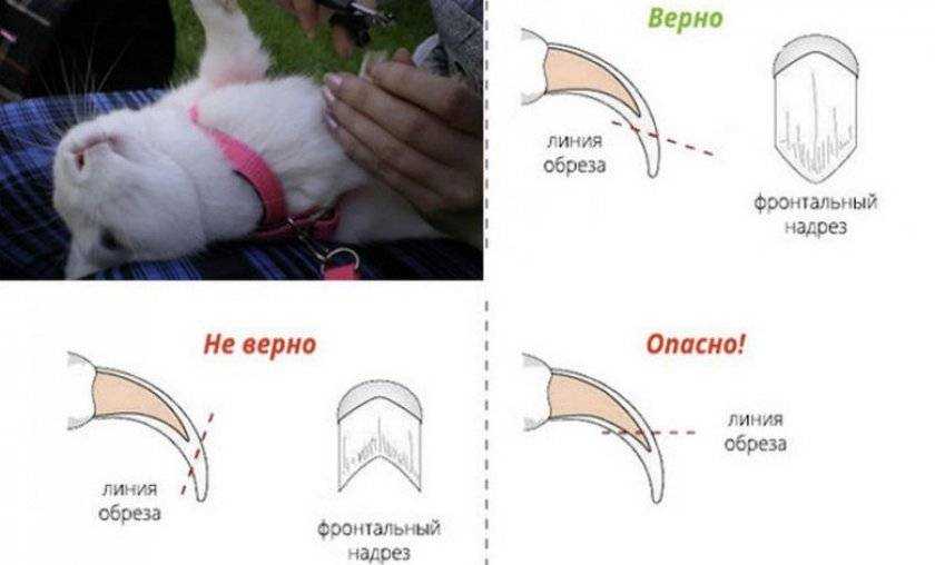 Как и чем подстричь когти котенку