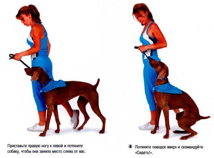 Как приучить собаку ходить рядом: на поводке и без поводка, нюансы исполнения и разучивания команды «рядом»