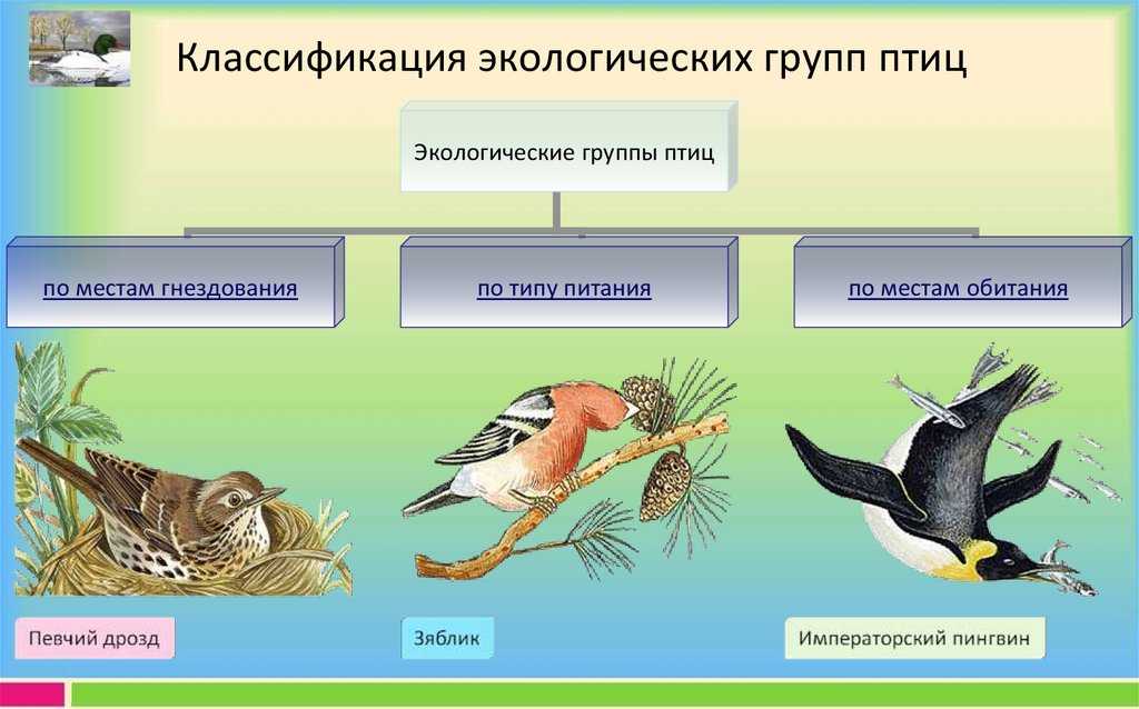 Приспособления к образу жизни птиц. Экологические группы птиц. Классификация птиц. Экологическая классификация птиц. Класс птицы представители.