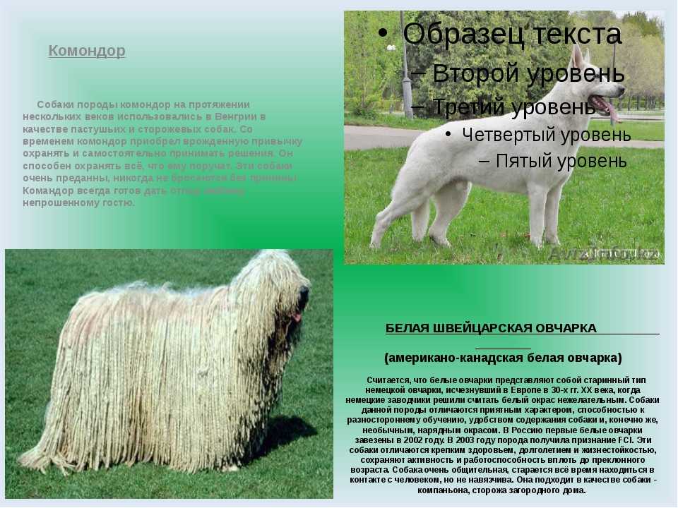Комондор (венгерская овчарка): подробное описание породы с фото
