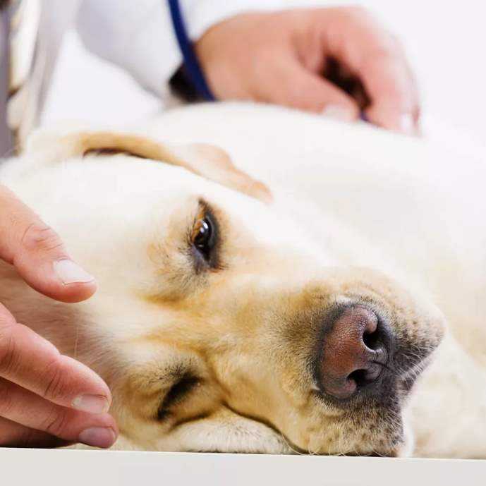 Какие бывают болезни сердца у собак