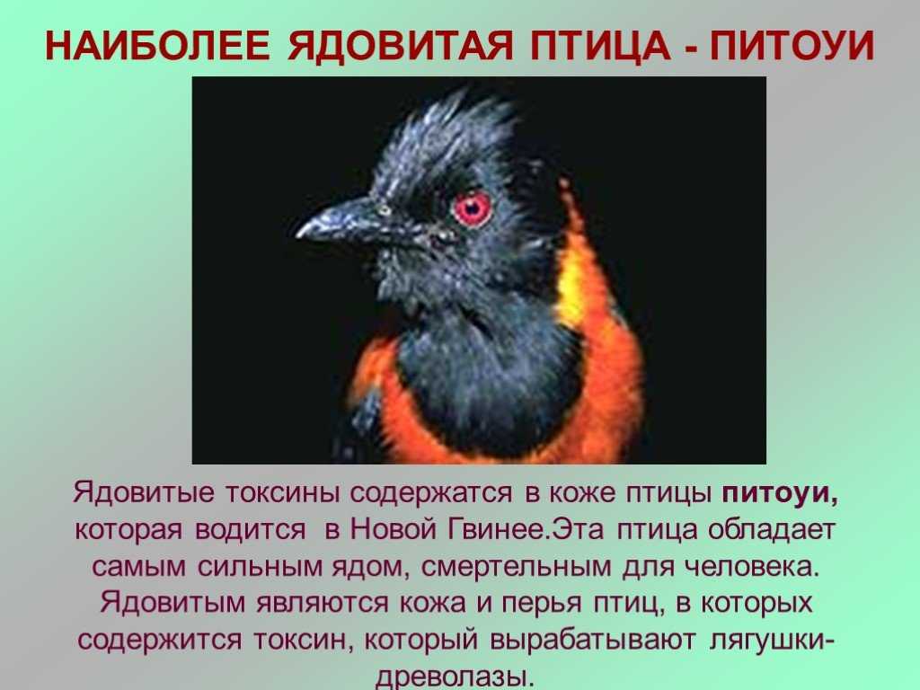 Зелёный дятел - описание птицы, образ жизни, питание, размножение и враги | я - краевед