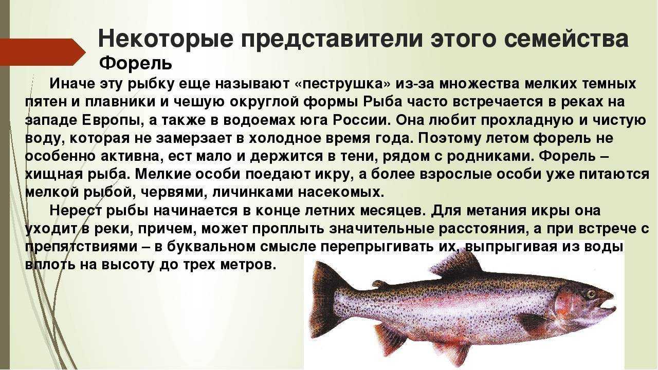 Карельская форель: виды, описание, места обитания