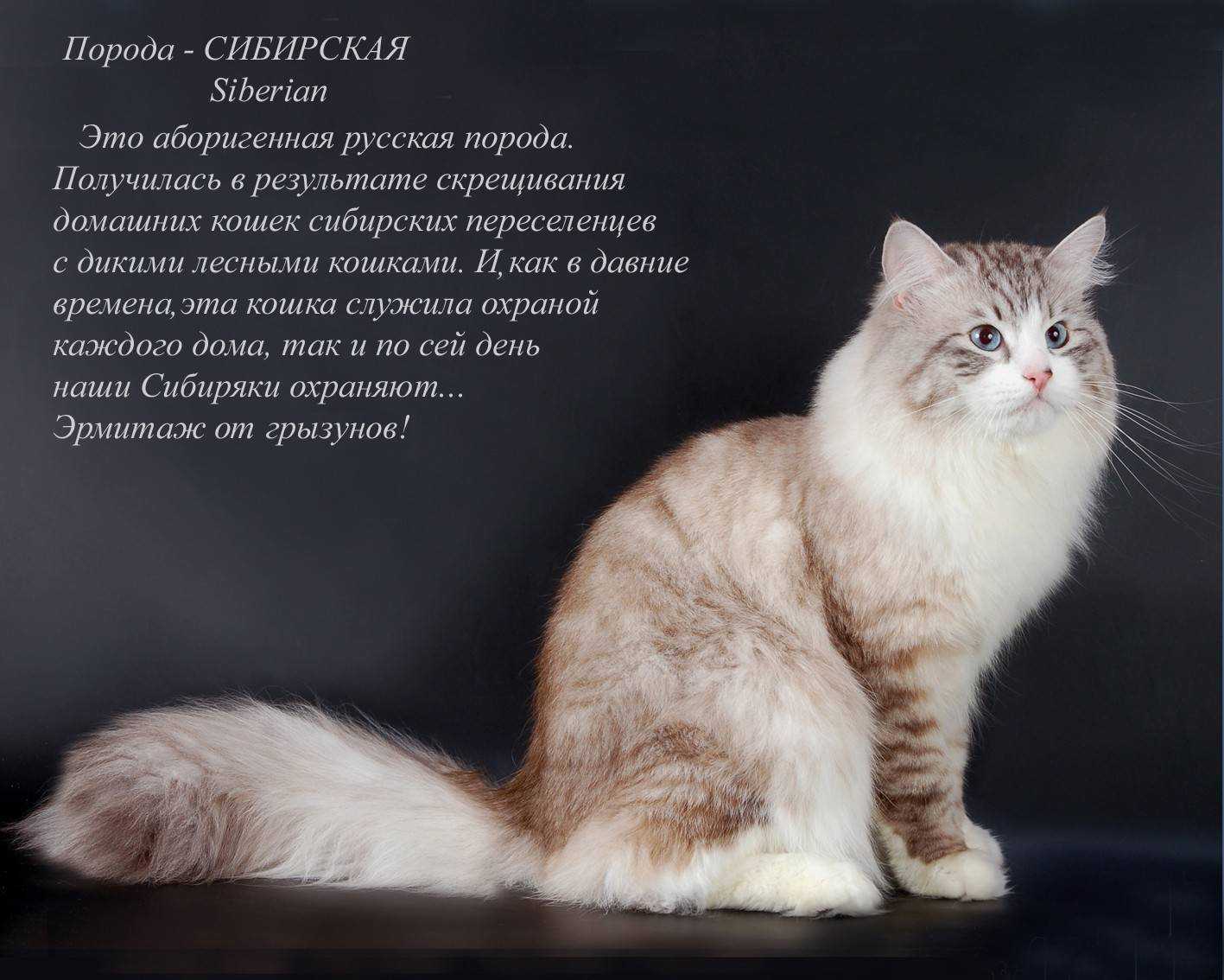 Длинношерстные кошки: названия пород, их описания и фото