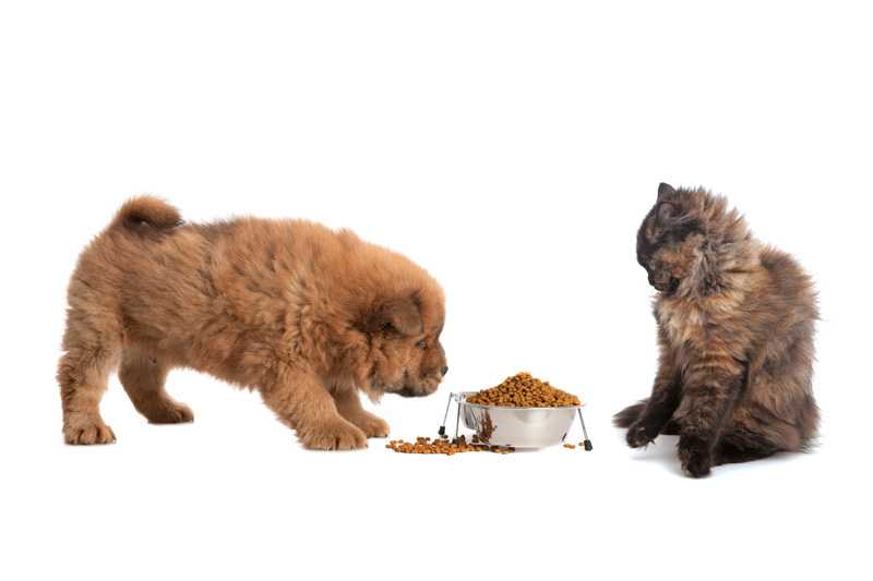 Можно ли собаке давать кошачий корм, а кошке — собачий