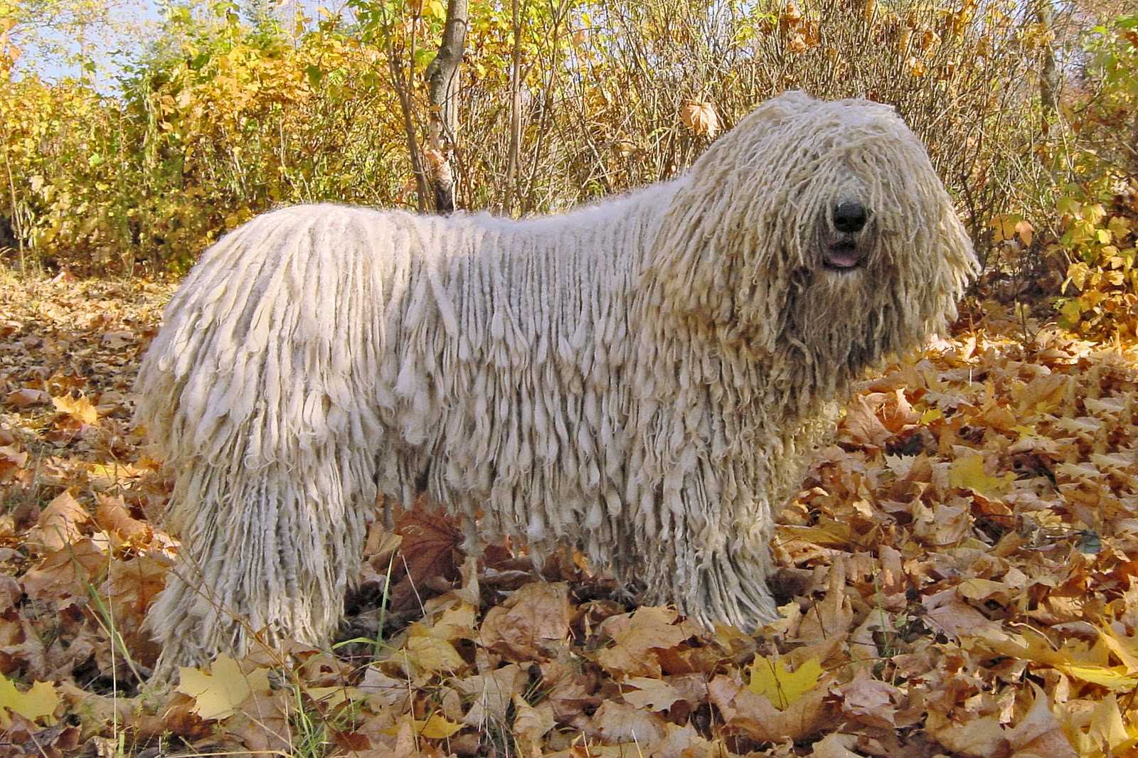 Командор (венгерская овчарка): описание породы и фото | все о собаках