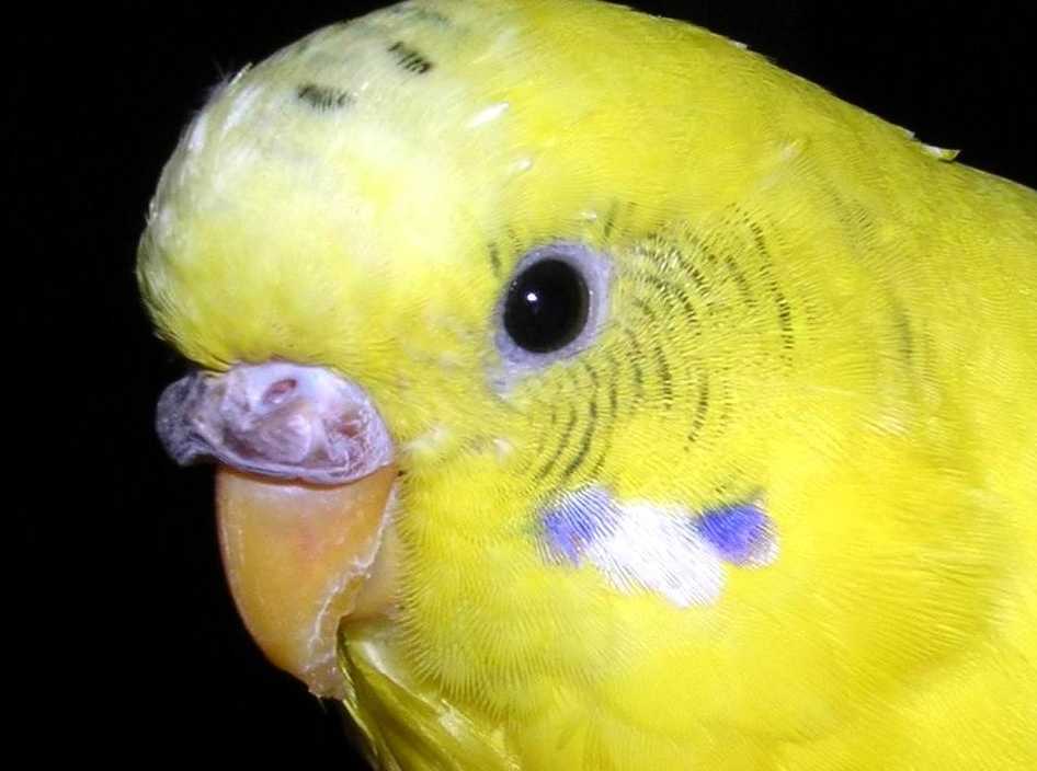 У попугая слоится клюв: что делать и как избежать, причины