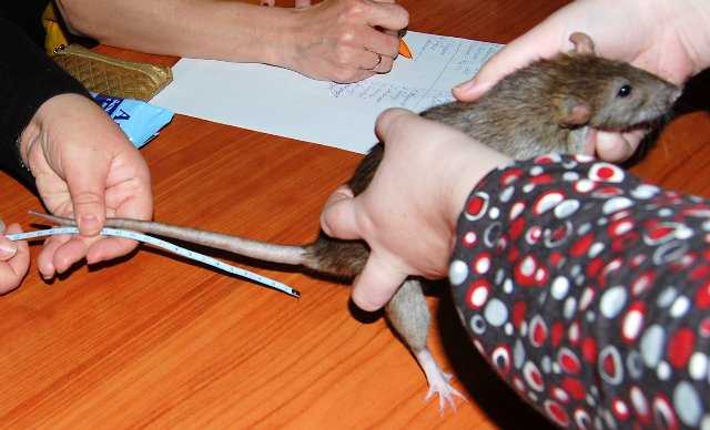 Крыса: описание, интеллект, питание и образ жизни