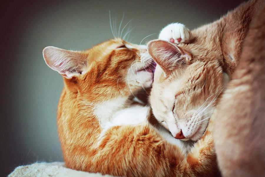 Действительно ли кошки любят поцелуи?