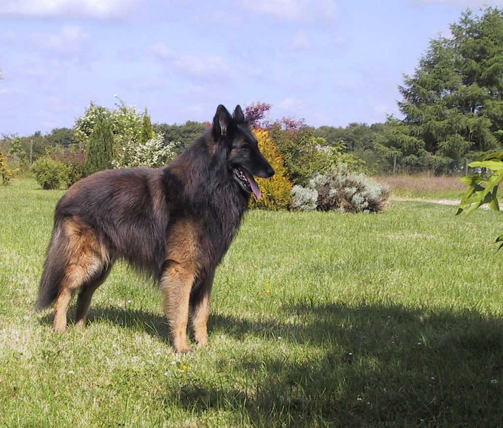 Бельгийская овчарка тервюрен: описание породы собак