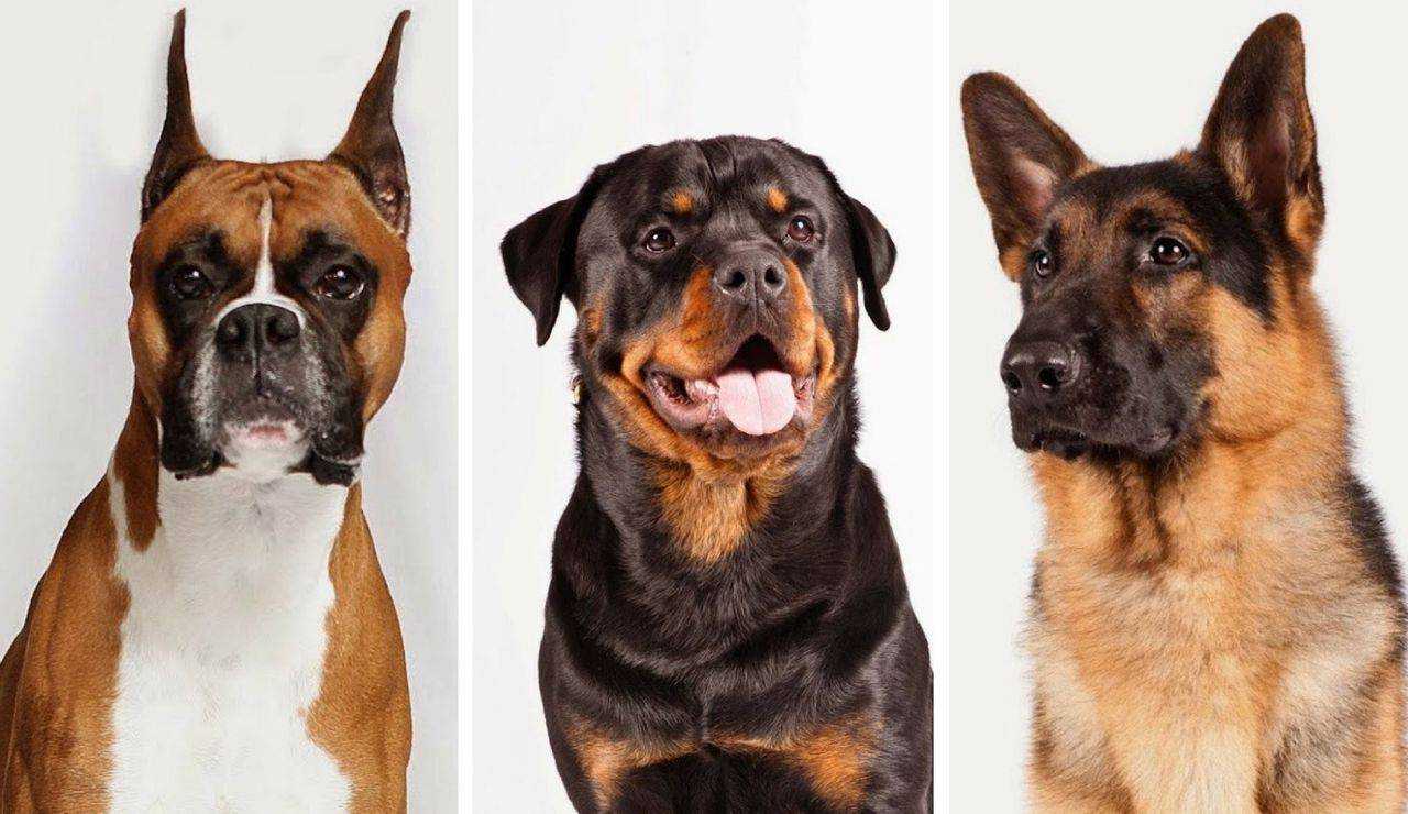 Все породы собак для квартиры: большой обзор (+ фото) | ваши питомцы