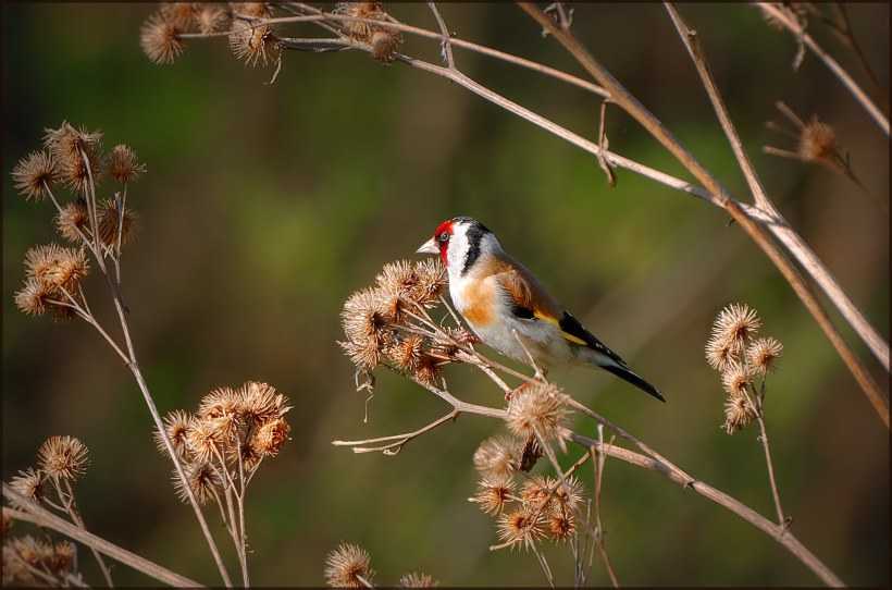 Птица черноголовый щегол: в дикой природе и дома, содержание и питание
