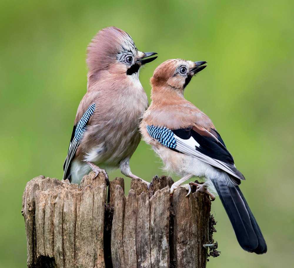 Сойка (50 фото) - описание птицы, чем питается и где обитает