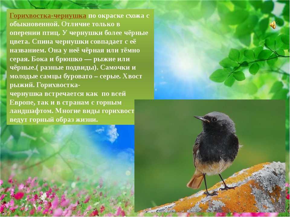 Горихвостка