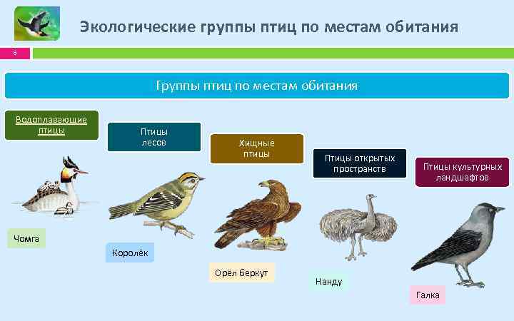Три группы птиц по характеру сезонных переселений. Классификация птиц отряды. Таблица по биологии 7 класс отряды птиц экологическая группа птиц. Экологические группы птиц по местам обитания. Экологические группы птиц птицы леса.