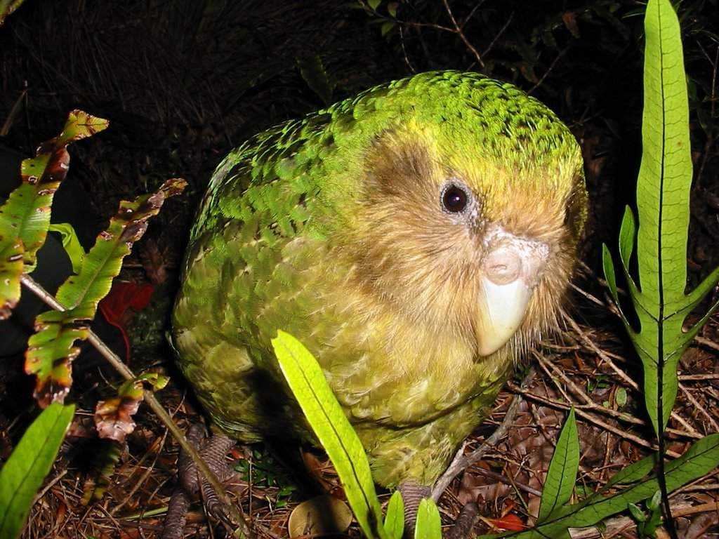 Родина волнистых попугаев, где живут, ареал и среда обитания