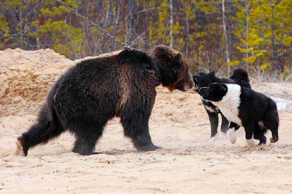 Карельская медвежья собака — первая среди лаек