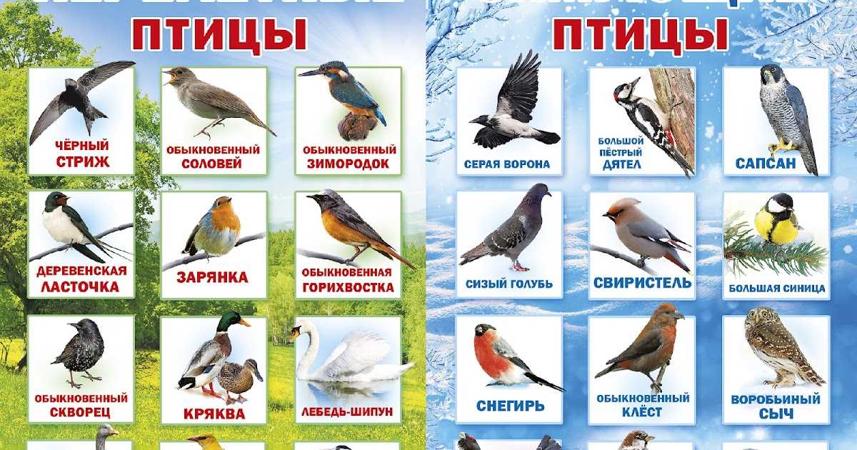 Самые маленькие птицы в россии: топ-10