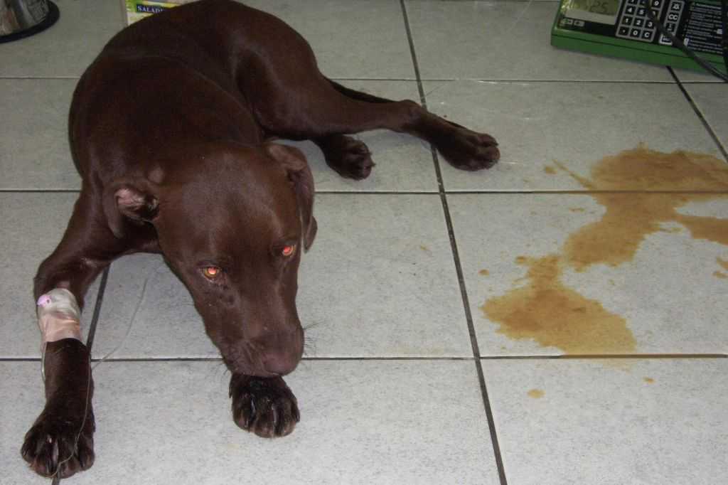 13 причин почему у собаки рвота - симптомы, лечение