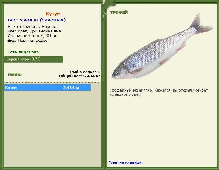Рыба вырезуб — фото и описание, где водится, особенности ловли