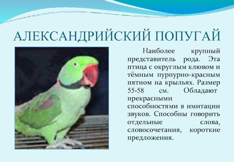 Александрийский попугай (psittacula eupatria)   — статьи