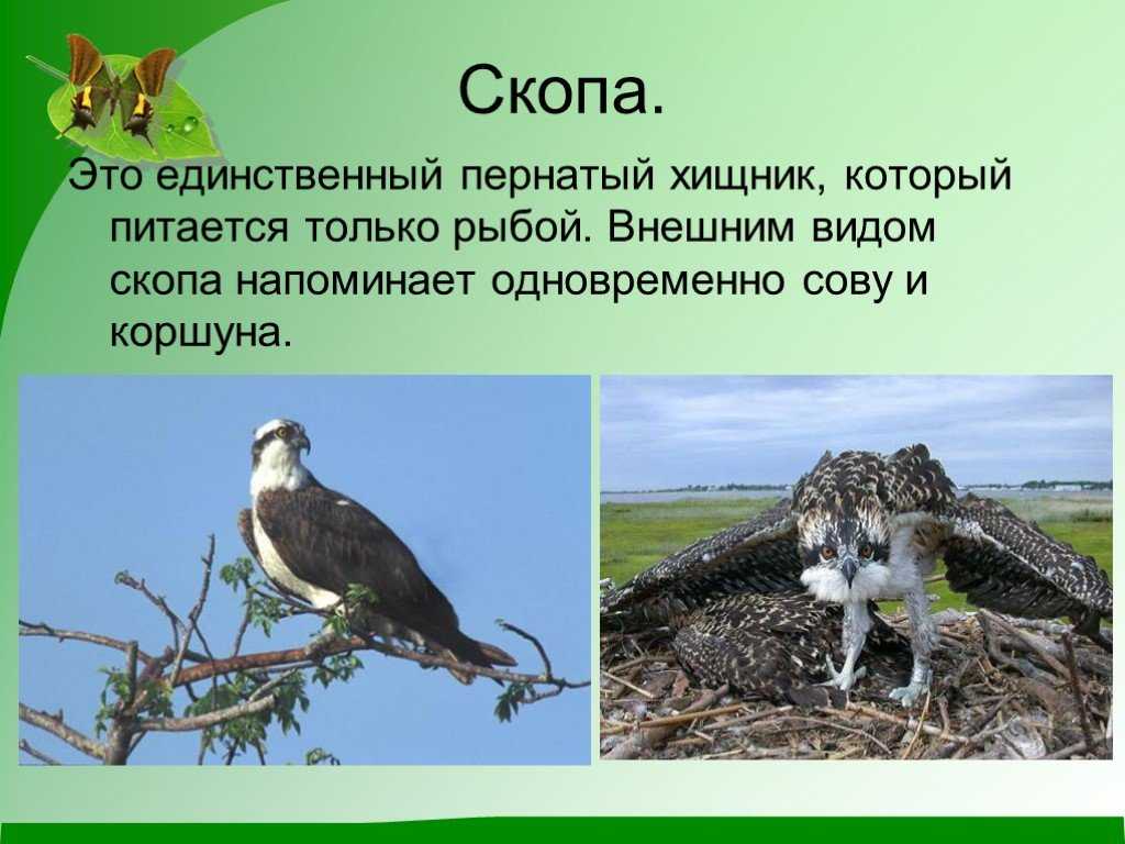 ᐉ хищная птица скоп: описание вида и среда обитания птицы, ее фото, питание и размножение - zoovet24.ru