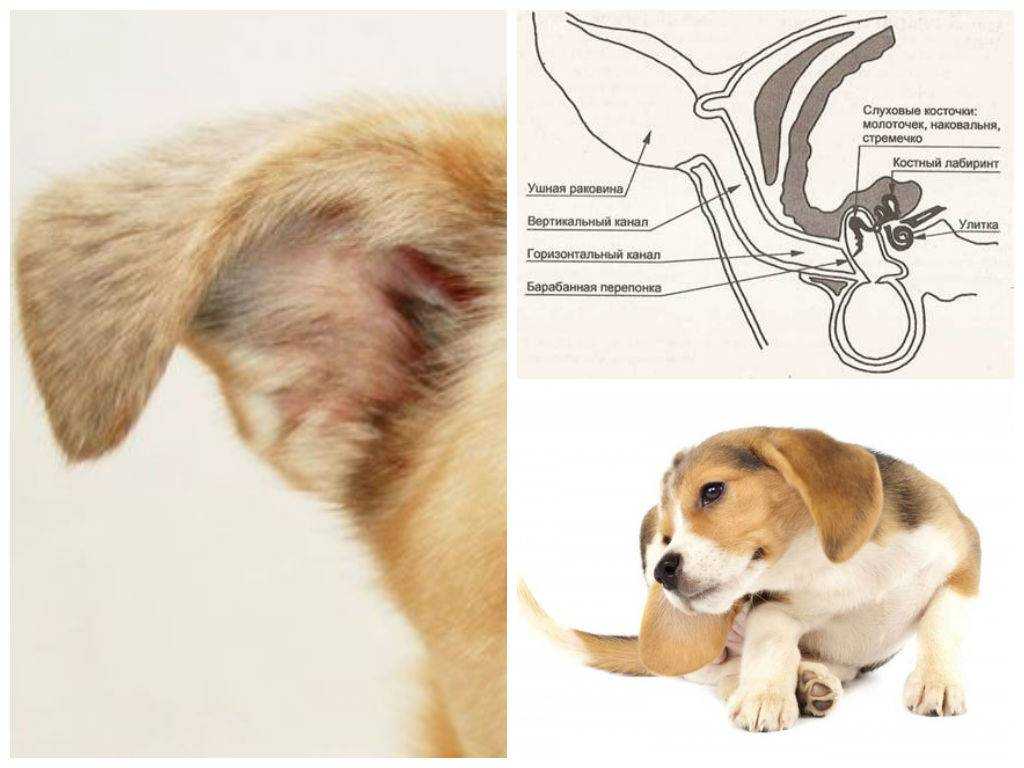 Собака трясет головой и чешет ухо: причины, первая помощь