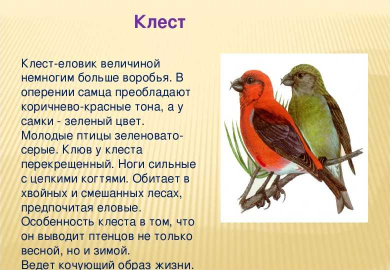 ᐉ когда птица клест начинает выводить птенцов: описание клеста, питание и образ жизни - zoovet24.ru