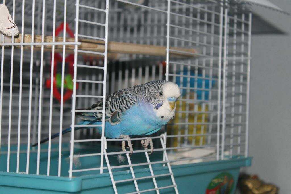 Волнистый попугай 🦜 выбор, уход, размножение | pet7
