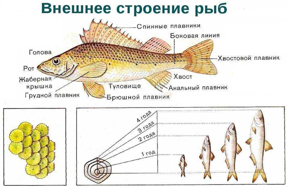 Настоящая рыба-еж: описание для детей и интересные факты