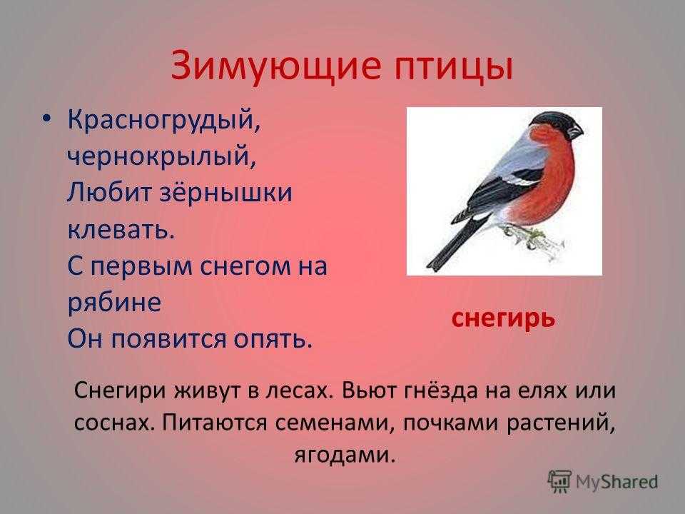 Предложения про птиц