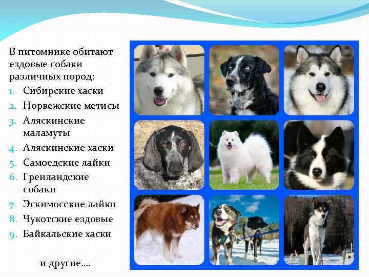 Ездовые собаки: описание и отличительные особенности представителей северных пород, использование собачьих упряжек, уход в современных условиях, фото животных