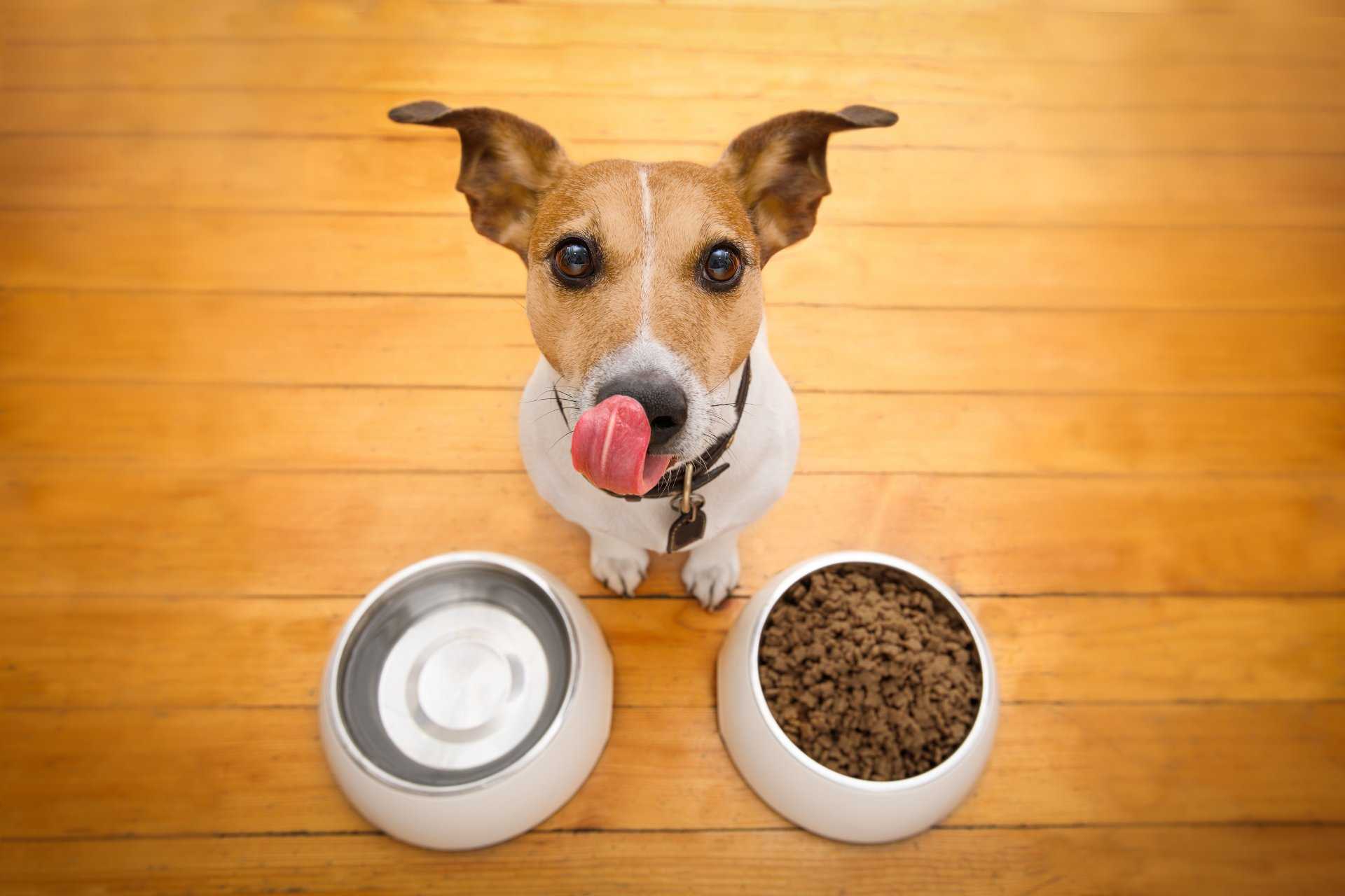 Можно ли детское питание собакам