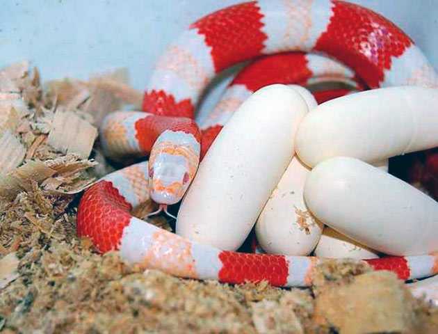 Молочная змея – вид, образ жизни, размножение, содержание и фото