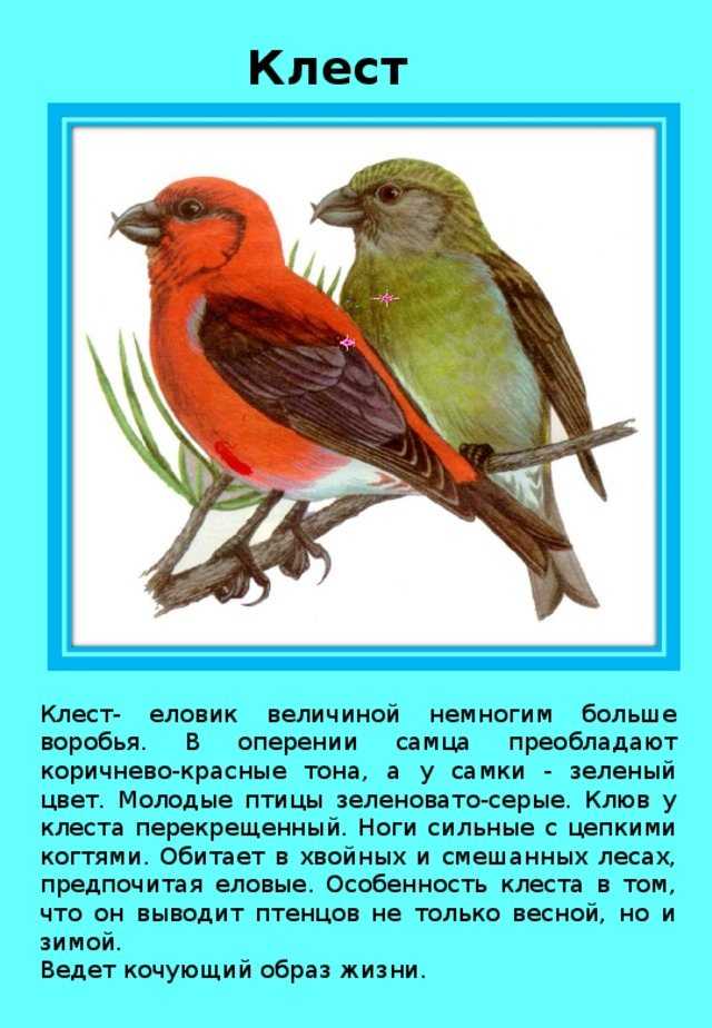 Клест птица. описание и особенности птицы клест