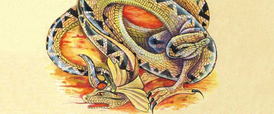 Аспид - это мифический змей, который в реальной жизни выглядит не так ужасающе :: syl.ru