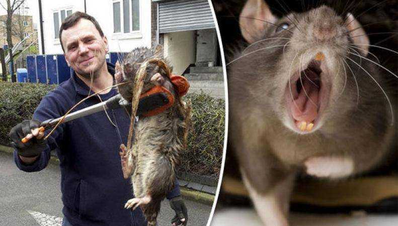 Самая большая крыса в мире: описание, особенности и интересные факты